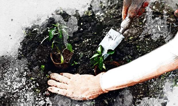 В «Спецавтобазе» заявили о 90-процентной приживаемости молодых деревьев в Орле