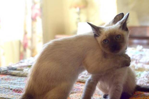 Учимся нежности у кошек (25 фото) Учимся нежности у кошек (25 фото)