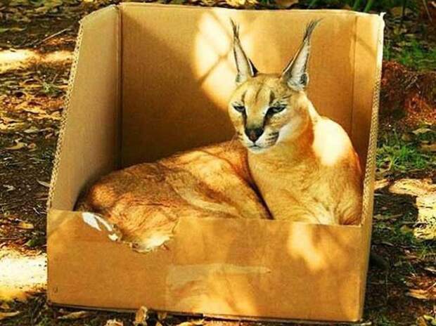 Без кота и жизнь не та