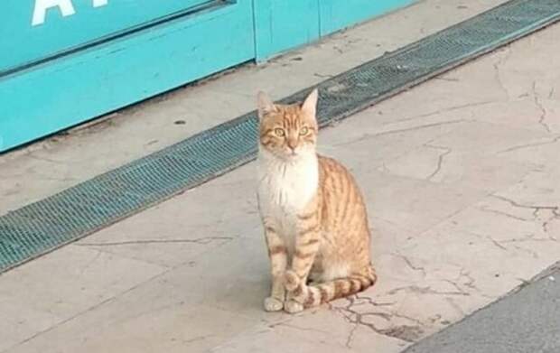 В Стамбуле кошка защищает двери в магазин, нападая на прохожих и собак