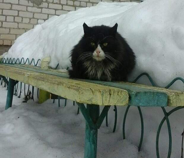 Котики всех стран, объединяйтесь! братья наши меньшие, город, дворовые кошки, кот, улица, уличные кошки, эстетика