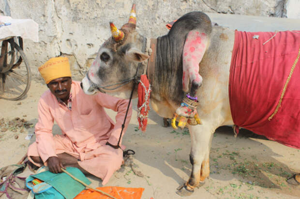 Five leg cow2