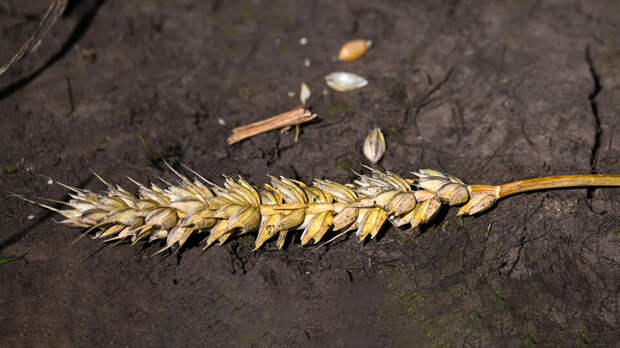 FT: ближневосточный конфликт может спровоцировать мировой голод