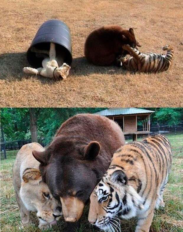 Тигр, лев и медведь дружили на протяжении 15 лет. Их объединяли жуткие воспоминания о прошлом