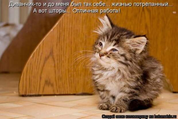 Новая котоматрица для позитива (35 фото)