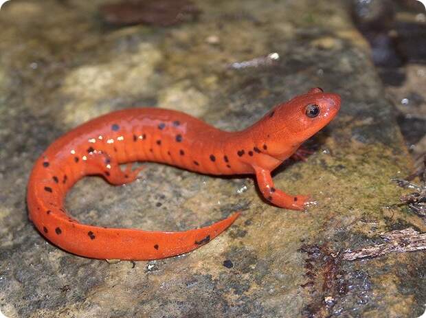 Ложный тритон (лат. Pseudotriton montanus diastictus)