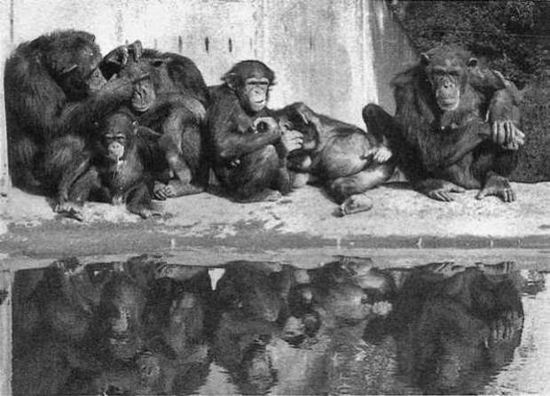 У шимпанзе в соматических клетках 48. Франс де Вааль шимпанзе. Де Вааль политика у шимпанзе. Политика у шимпанзе Франс де Валь. Политика у шимпанзе. Франс де Вааль книга.