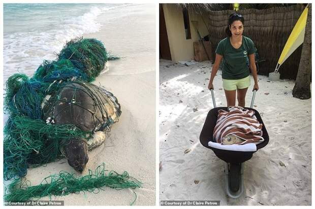 Ветеринар из Лондона приехала на Мальдивы спасать черепах Мальдивы, ветеринар, реабилитация, сети, спасение животных, спасение черепахи, черепаха, черепахи