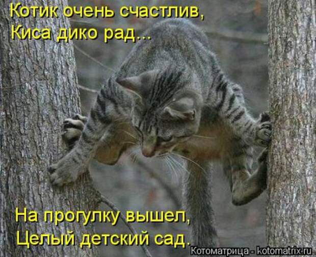 Котоматрицы(картинки с надписями)