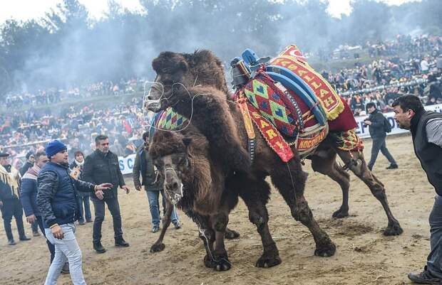 Турнир по верблюжьей борьбе в Турции