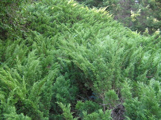 Можжевельник казацкий Juniperus sabina