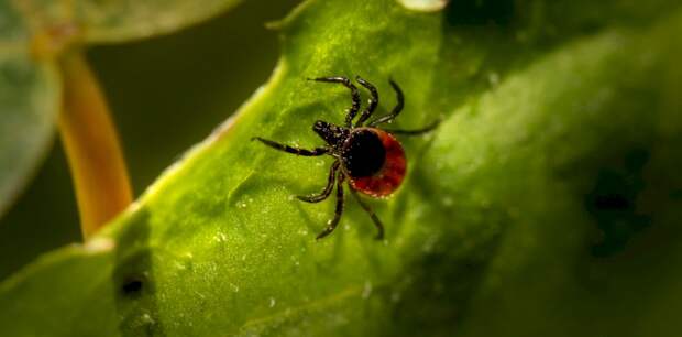 Более 1000 человек пострадали от укусов клещей в Алтайском крае за неделю