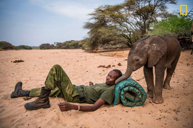 Приют слонов-сирот в Кении
