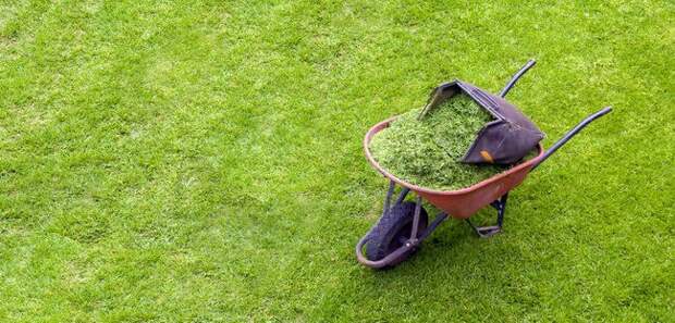 Скошенной травой из травосборника газонокосилки можно тут же мульчироват газон. Это хорошая защита от сорняков и некоторый удобряющий эффект 