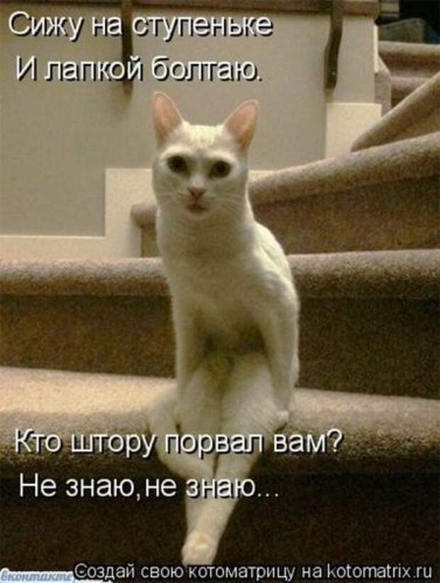 Лучшие котоматрицы недели