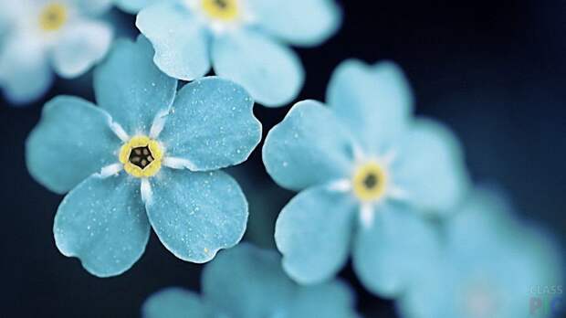 Голубые многолетние цветы