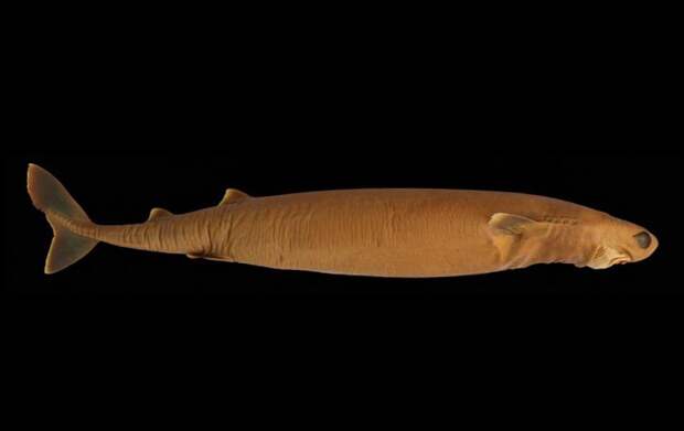 Акула сигарная большезубая — одна из страшных хищниц