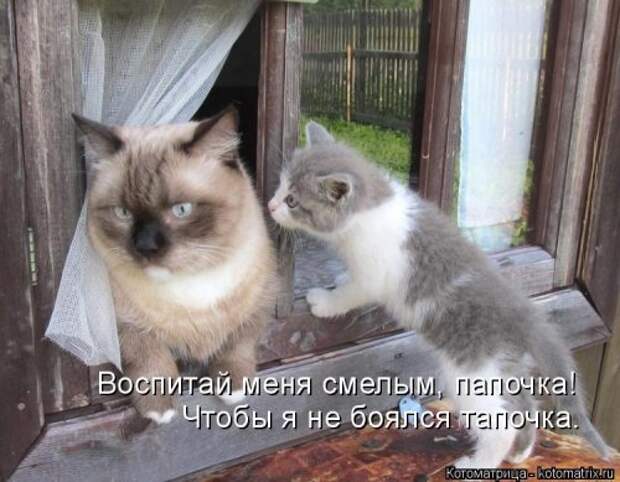 Новая и прикольная котоматрица на 22 сентября (29 фото)