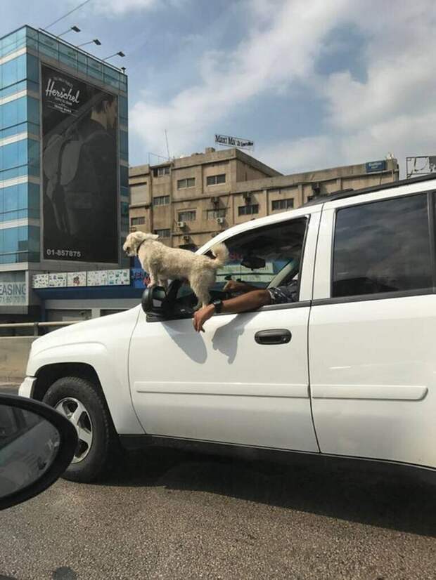 Не повезло с хозяином Не повезло с хозяином