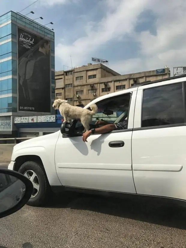 Не повезло с хозяином