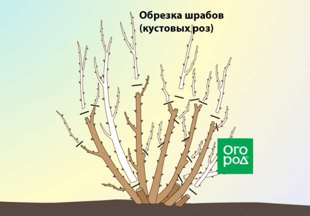Обрезка шрабов (кустовых роз)