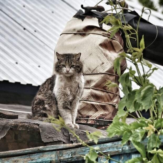 Котики всех стран, объединяйтесь! братья наши меньшие, город, дворовые кошки, кот, улица, уличные кошки, эстетика