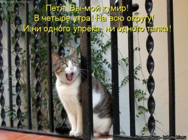 Котоматрицы(картинки с надписями)