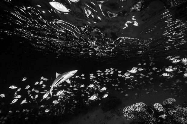 Подводная жизнь атолл Факарава во Французской Полинезии