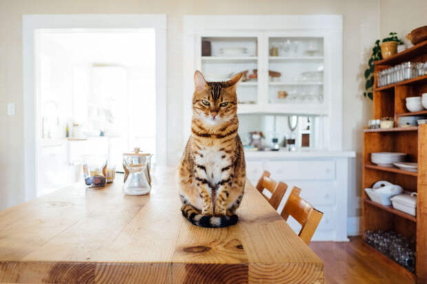 Суп с котом: история о том, как трусишка-кот в один день отучился прятаться