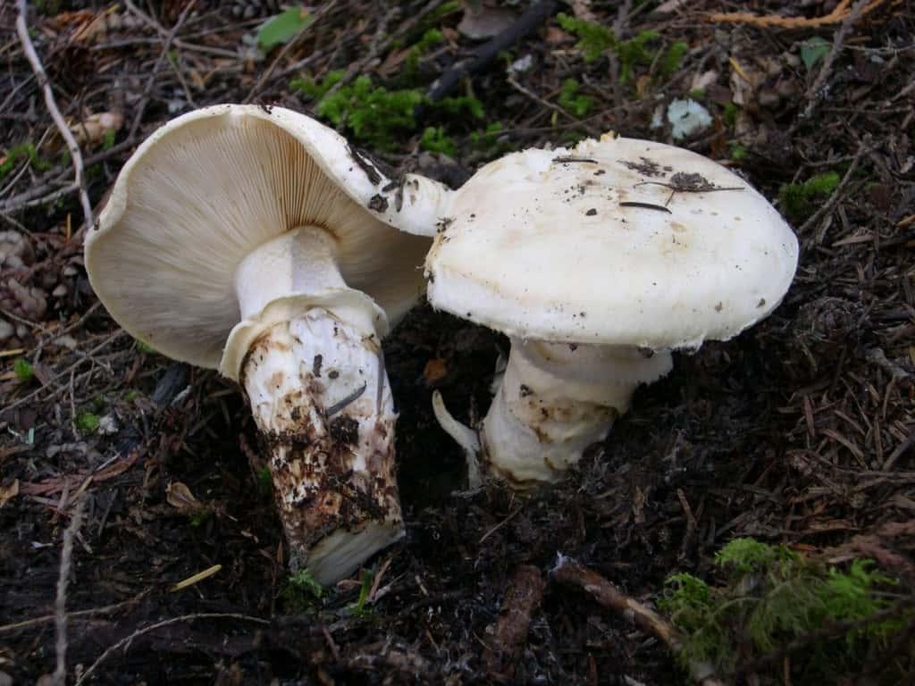 10 самых редких продуктов в мире, которые удается попробовать далеко не каждому