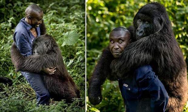 Смотритель национального парка в Конго завел себе необычного друга горилла, горилла и человек, дружба с животными, животные, конго, национальный парк, необычный друг, смотритель