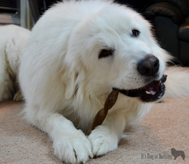 Great Pyrenees and Twizzies
