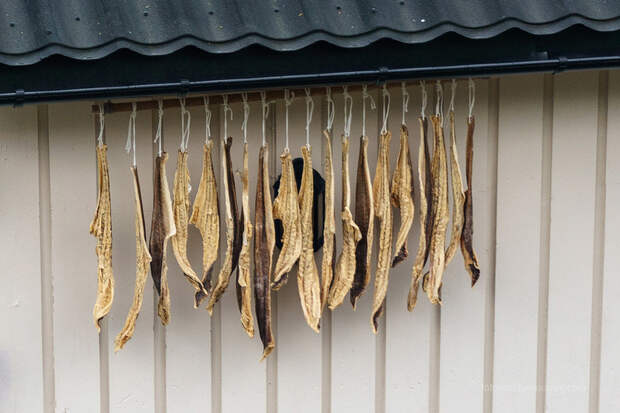 Невероятная Норвегия: Чудо-юдо Рыба-кит