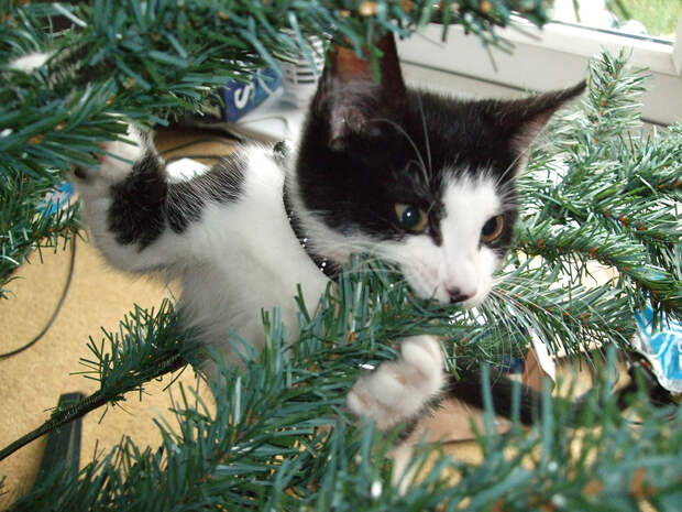 Кошки и ёлки: как выбирать, устанавливать и украшать ёлку в доме, где есть кошка.
