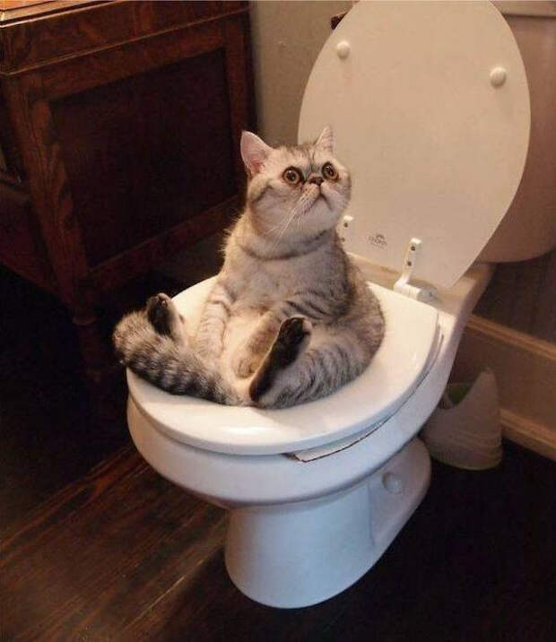 Забавные животные, которые подарят улыбку