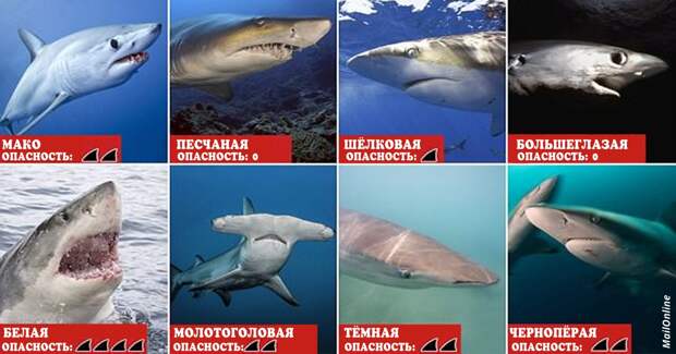 Из-за потепления 11 видов акул покидают тропики и атакуют курорты Европы