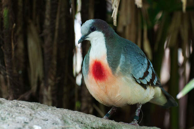 Загадка эволюции: для чего природа наградила голубей «кровавыми пятнами» 