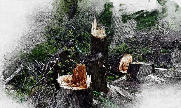 В Орле после благоустройства погибли деревья на Карачевском шоссе