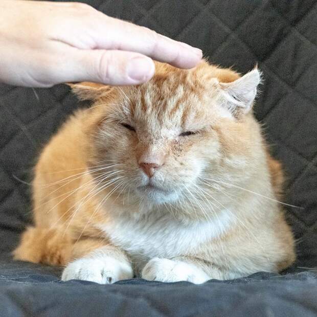 помощь рыжему коту рыжий кот