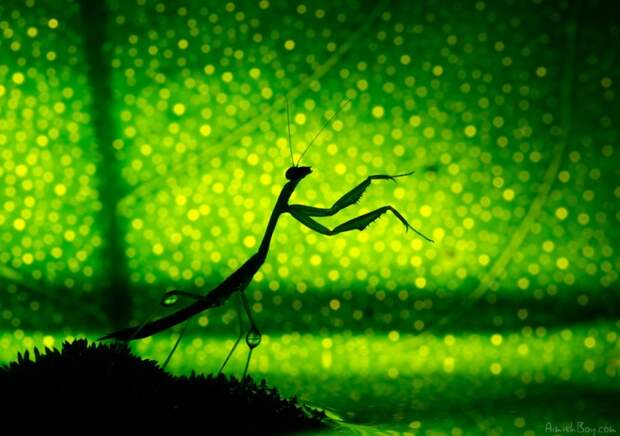 Красочные макрофотографии насекомых от Nadav Bagim 