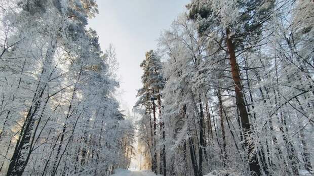 До -8. О погоде в Барнауле 1 февраля
