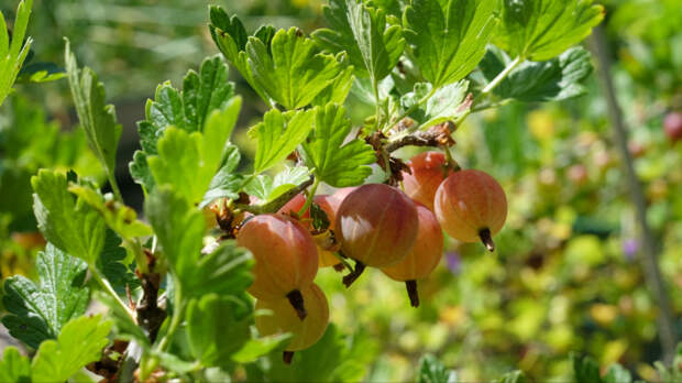 Плоды размером со сливу: как правильно ухаживать за крыжовником