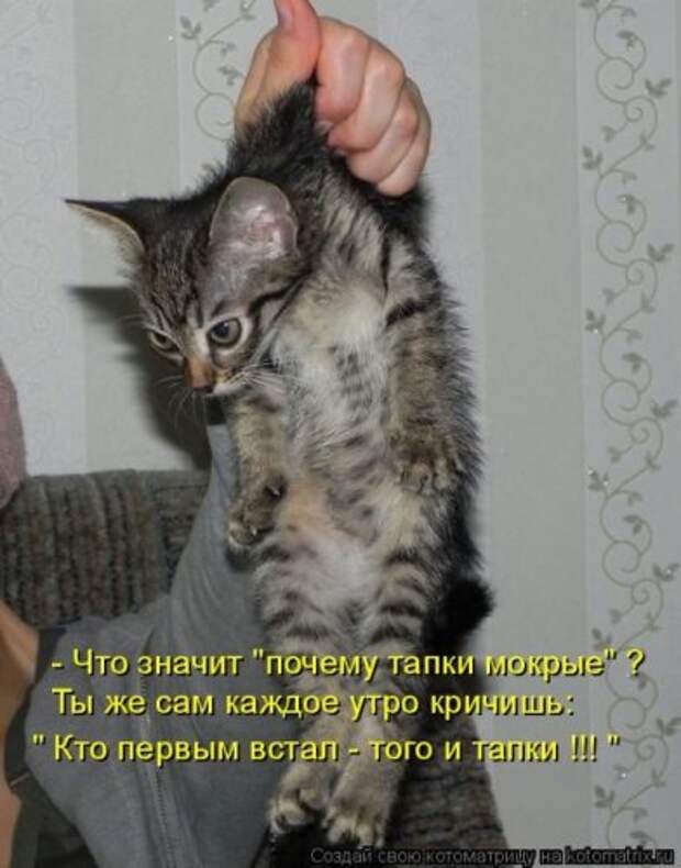 Новая котоматрица за неделю