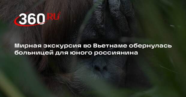Во Вьетнаме обезьяна напала на четырехлетнего ребенка из России на экскурсии