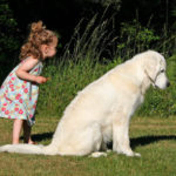 10 лучших пород собак для семьи с детьми (Не самый очевидный выбор)