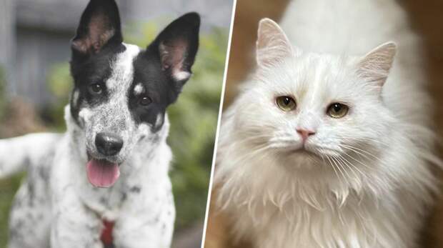 Котопёс недели: возьмите из приюта ласковую кошку-белоснежку Клаудию или дружелюбного щенка Бести