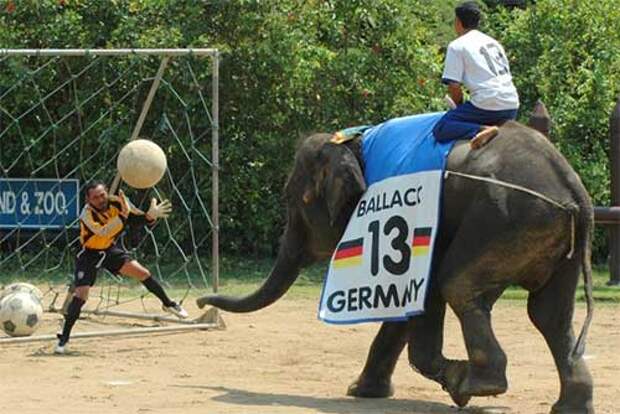 Слоновий футбол на празднике слонов в Индии