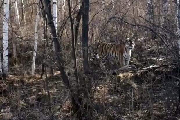 В Хабаровском крае около дороги заметили амурского тигра