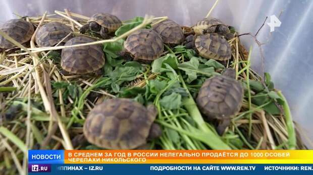 Черепахи Никольского на грани вымирания из-за бизнеса браконьеров
