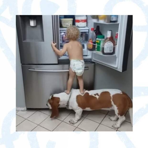 Пес стал соучастником ограбления холодильника